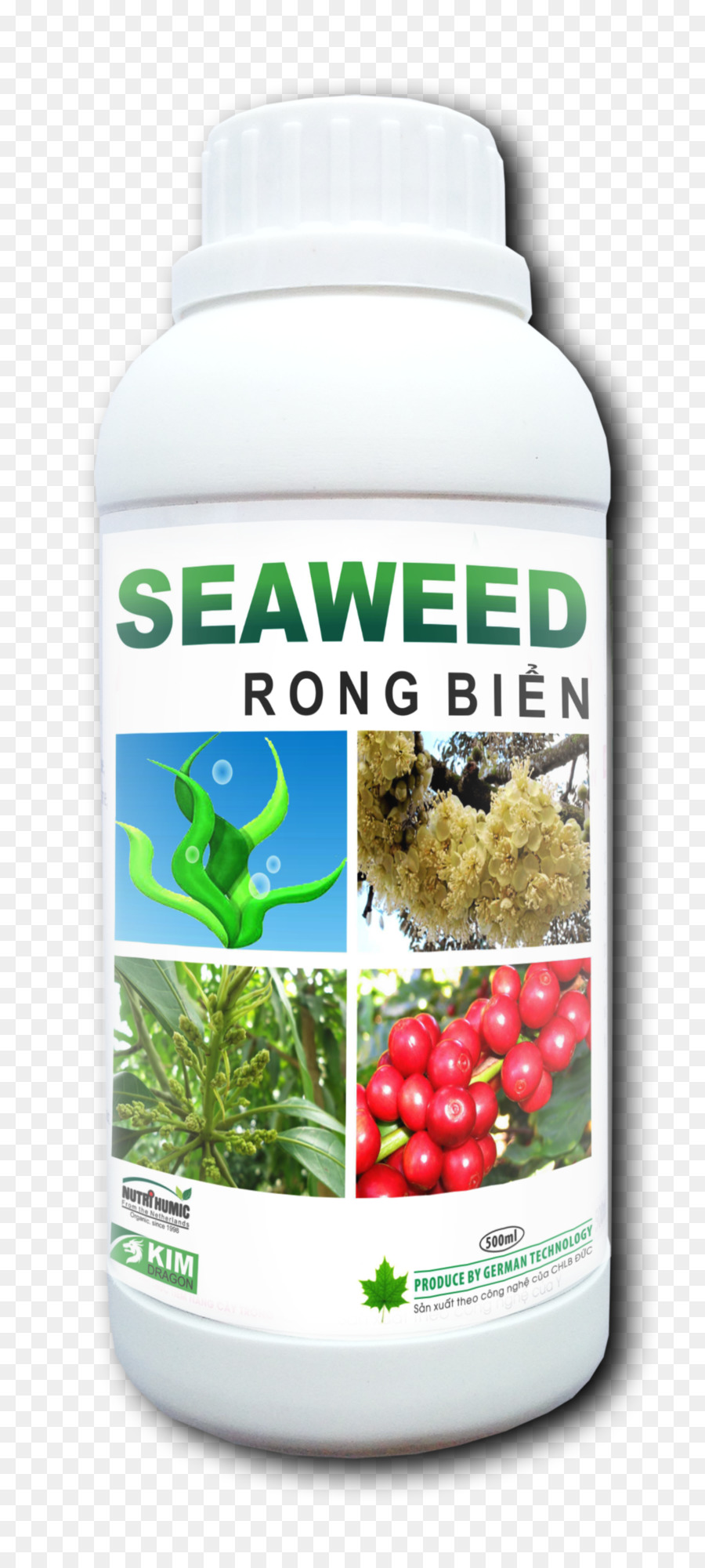 Alghe, Alghe Dracontomelon frutta Ingrediente - alghe cosmetici