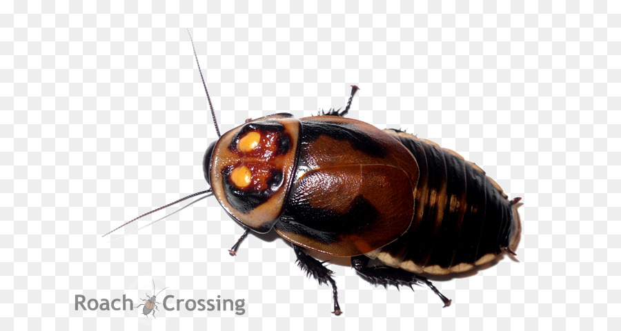 Cockroach Cartoon png download - 689*480 - Free Transparent Cockroach png  Download. - CleanPNG / KissPNG