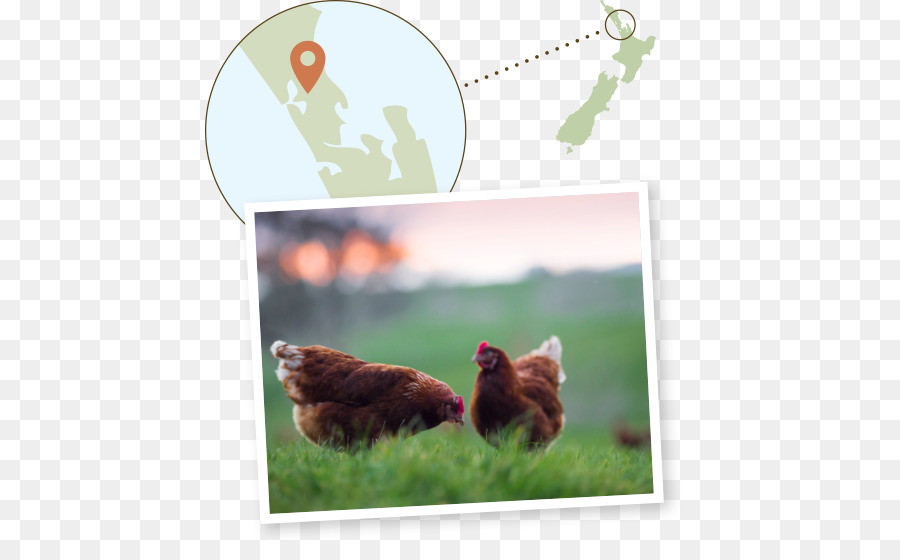 Gallo Ecosistema, Fauna, Nuova Zelanda, Becco - bella gallina