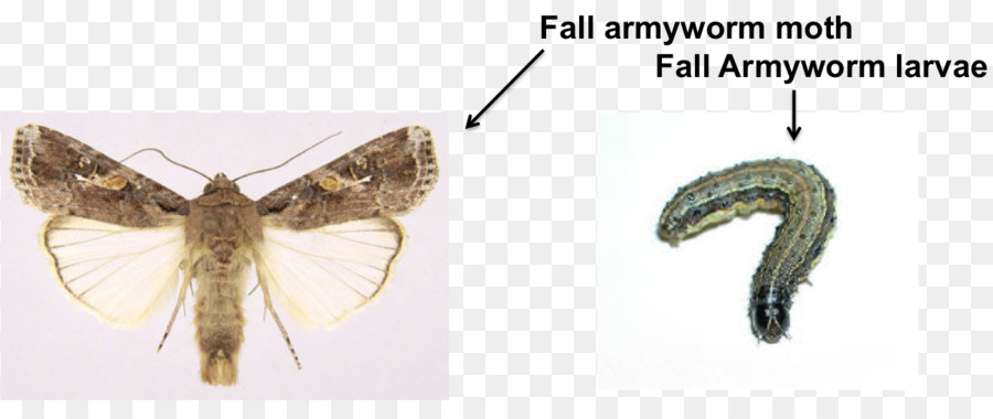 Farfalle e falene Insetto Caduta armyworm Africano armyworm Artropodi - insetto