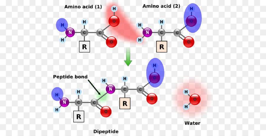Amin và Protein Chất bond - trong hỏng