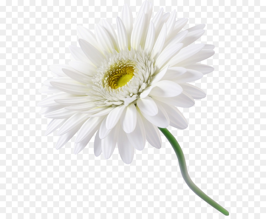 Đồ Họa Mạng di động Clip nghệ thuật hoa Cúc Psd - hoa cúc