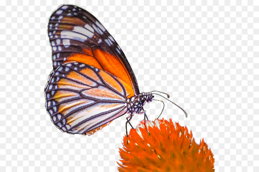 Farfalla monarca Pieridae Gossamer ali di farfalle Pennello zampe farfalle - pigmenti di colore