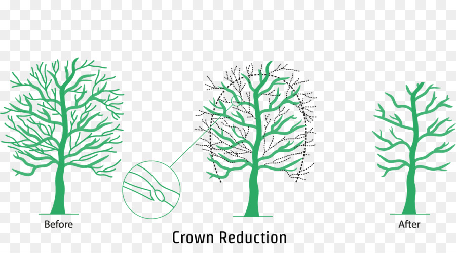 Zweig, Krone Rebschnitt Blatt Baum - Krone