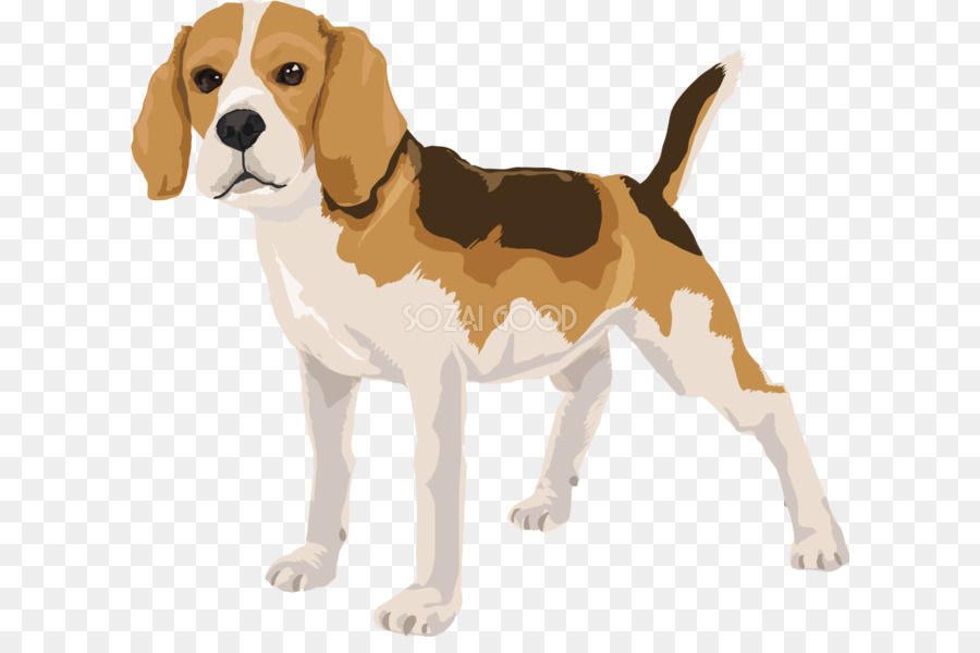Beagle-Chim Ưng Beagle-Chim Ưng Tiếng Chó Săn Cáo Mỹ Chó Săn Cáo - con chó đua và cạnh