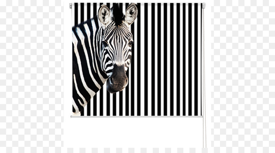 Drucken Zebra Business Foto Poster - Rollos