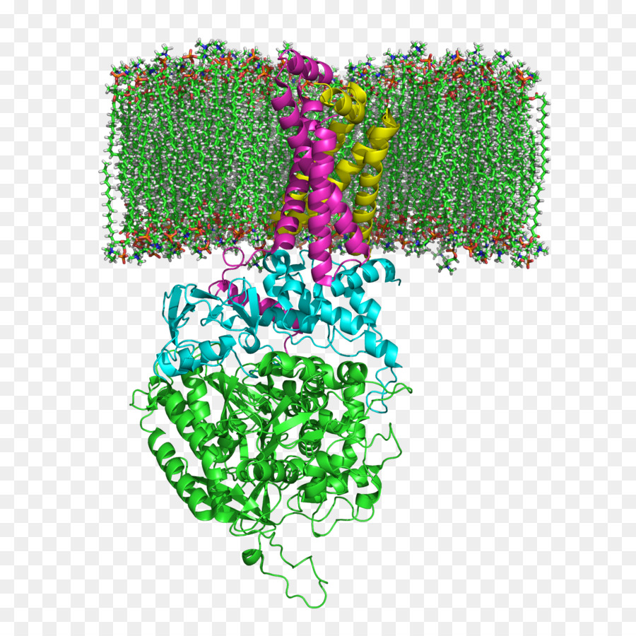Succinat dehydrogenase Citratzyklus Bernsteinsäure Enzym - yq