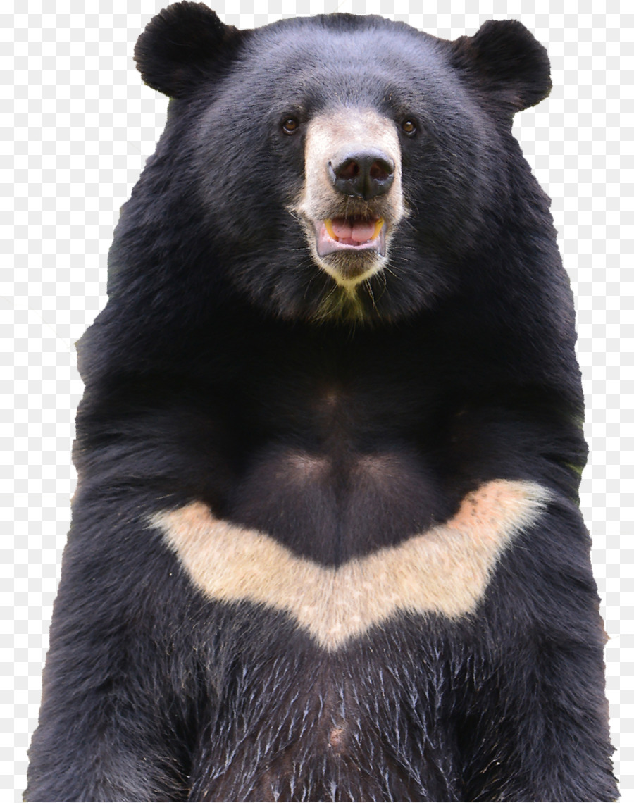Orso nero americano orso Bruno, orso nero Asiatico fotografia Stock - organizzazione senza scopo di lucro
