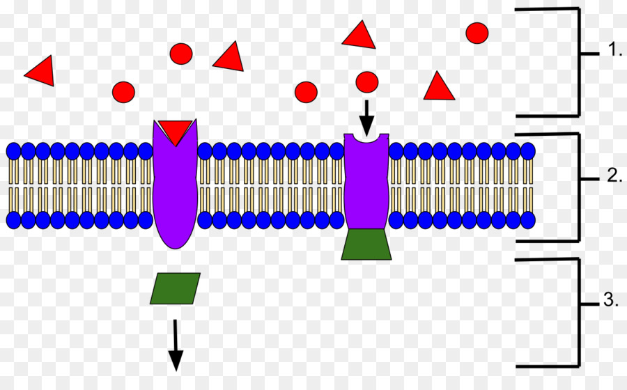 Rezeptor-Protein-Biochemie Ramachandran plot Signaltransduktion - Droge