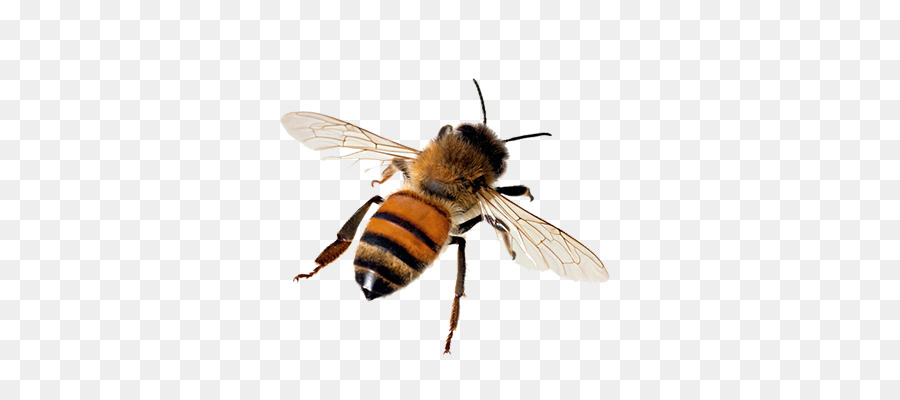 Westliche Honigbiene Insekt Bienenstock Tawny mining-bee - Biene