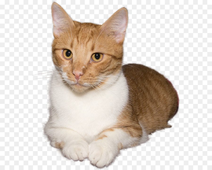 Kätzchen Schnurrhaare Inländischen kurzhaarigen Hund Katze - Kätzchen