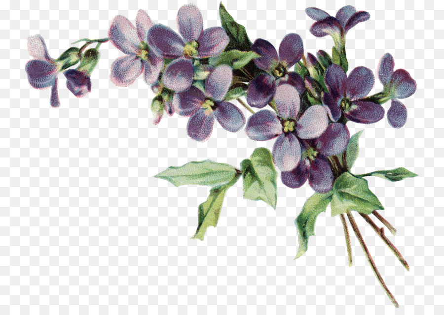 Phi hoa violet Clip nghệ thuật Vẽ Pansy - màu tím