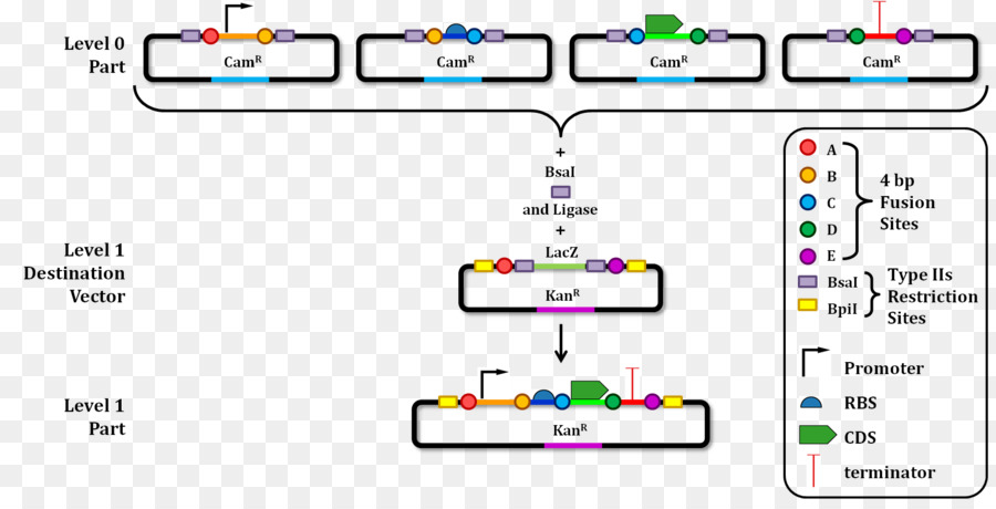 Blau–weiß-Bildschirm Kolonie-DNA-Vektor lac-operon - Vektor