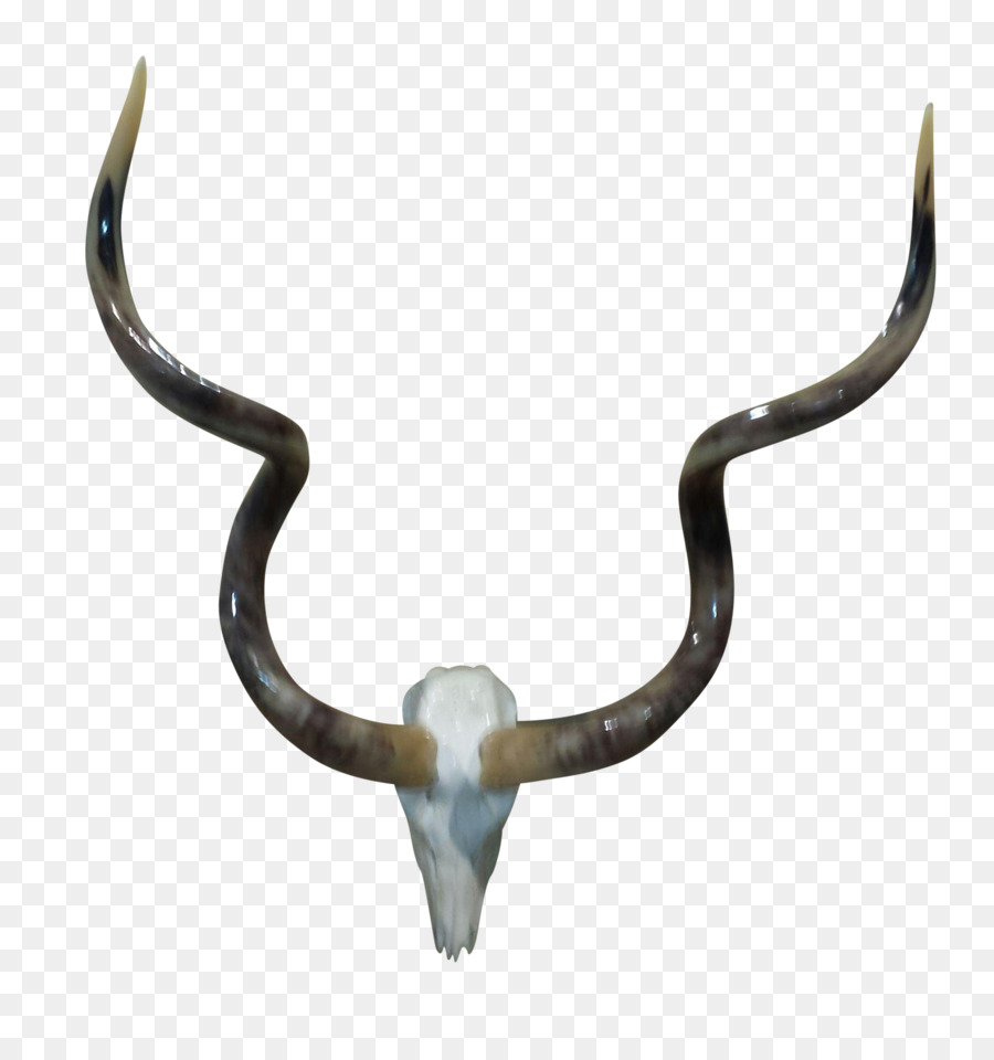 Cattle Horn