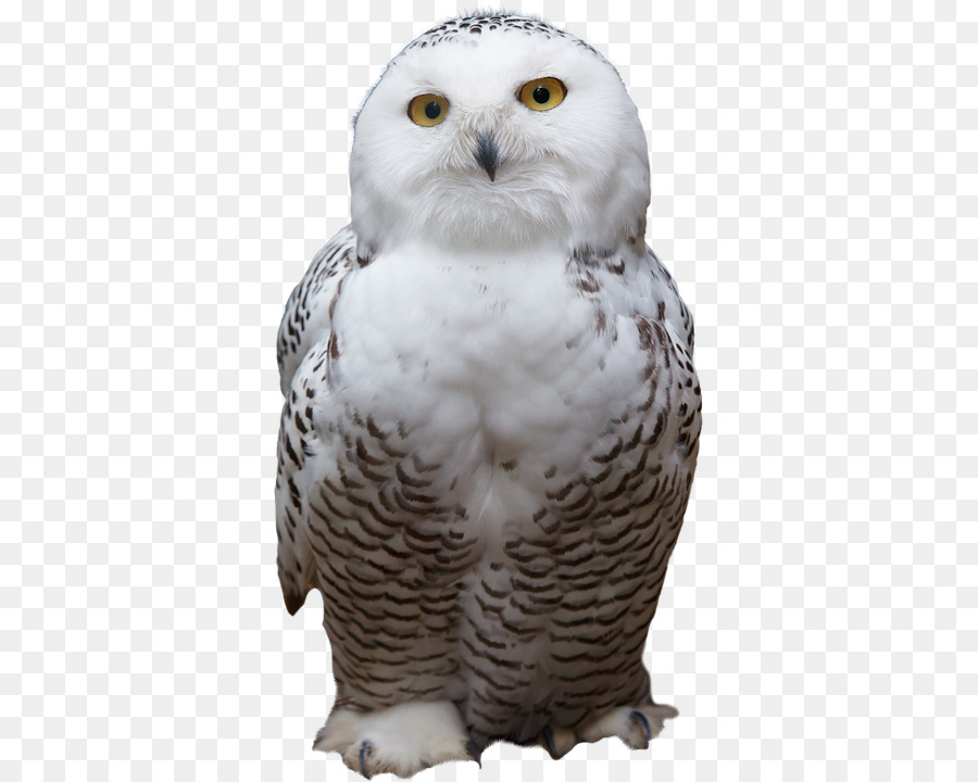 Snowy owl Uccello Mouse Clip art - gufo