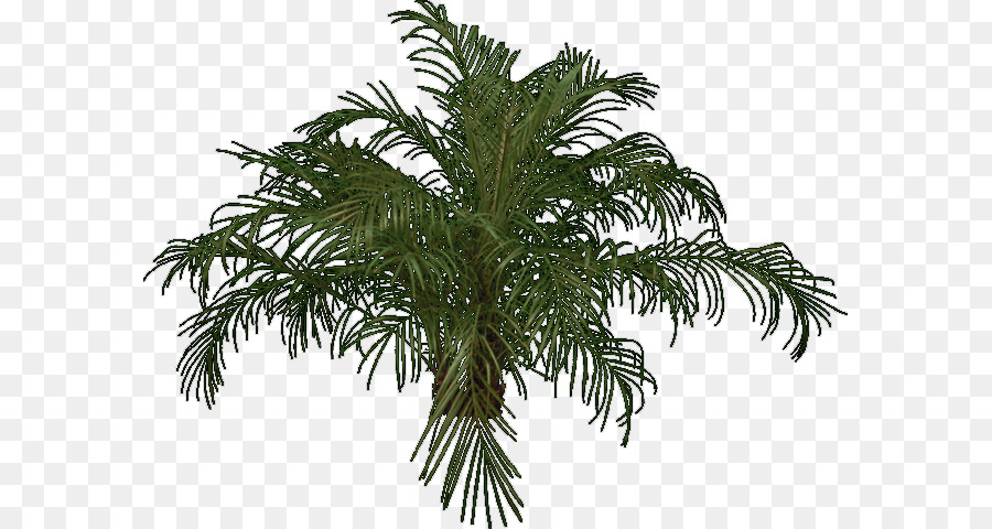 Babassu Palmen Immergrüne Tanne - Baum