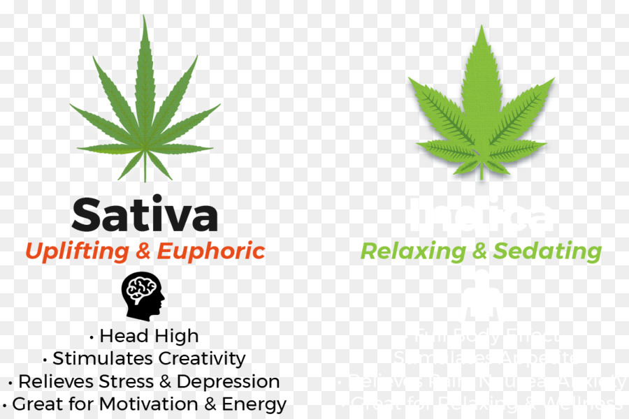 Cannabis sativa-Marihuana-Hanf Erbachay Gesundheitszentren Logo - angibt