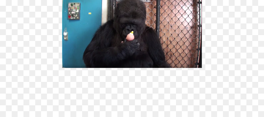 Gorilla Gattino Ape Cat Scimpanzé - porter immagini