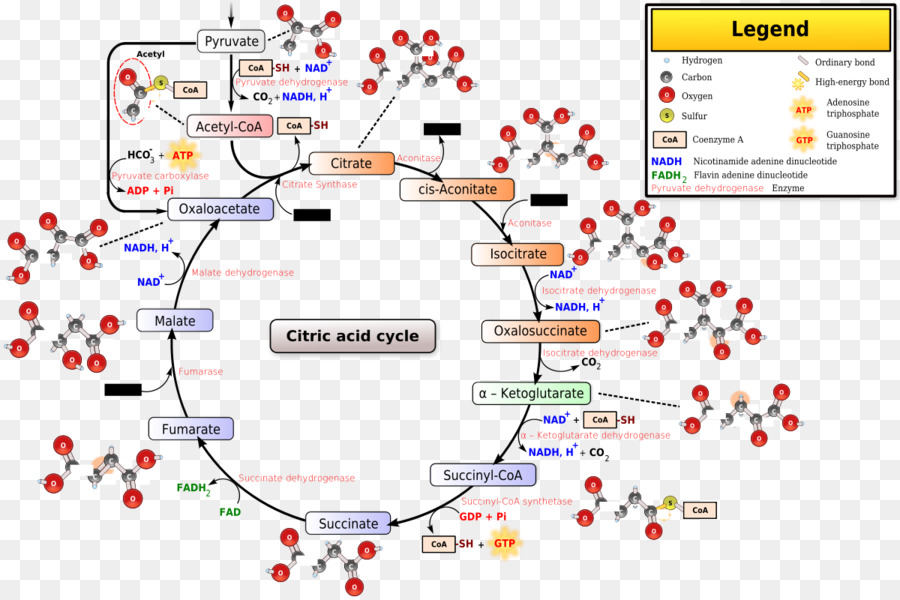 Citric Acid Cycle Text