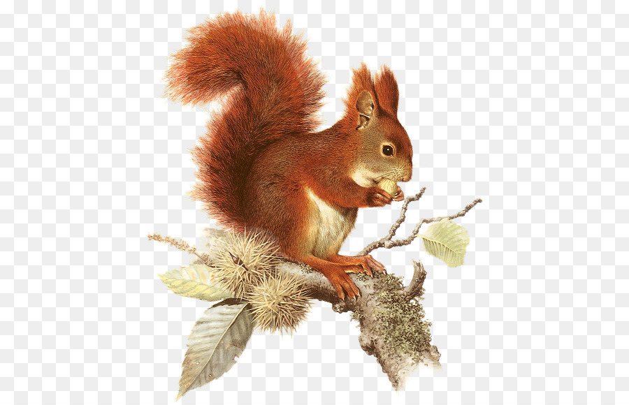 Chipmunk Portable Network Graphics Roditore Albero scoiattolo Clip art - gli animali della foresta