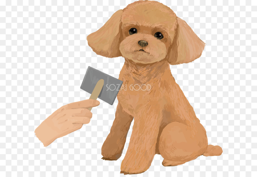 Hunderasse Pudel Welpen Begleithund Abbildung - Hund illust