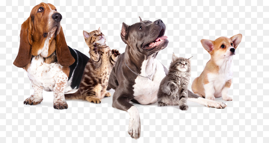Cane–gatto rapporto Cane–gatto rapporto Pet Sterilizzazione - gatto