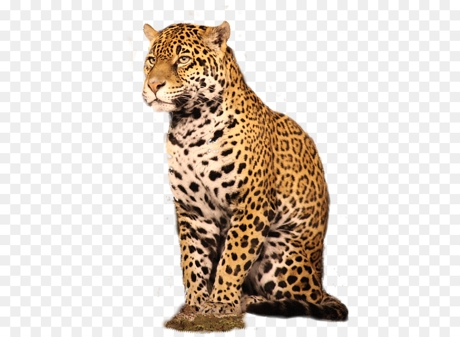 Leopard GIMP Adobe Photoshop Plug in von Nik Software - Leopard