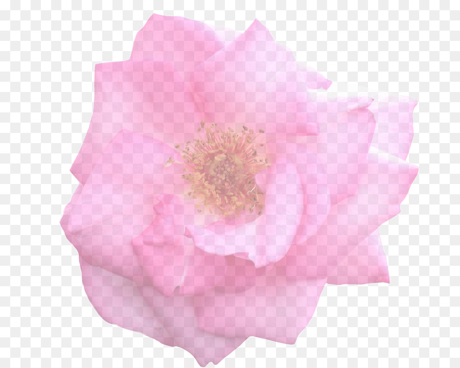 Garten Rosen Kohl rose stock.xchng Blumen Floribunda - Blume
