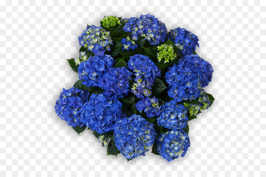 Hortensie Blau Schnittblumen Blütenblatt - Blume