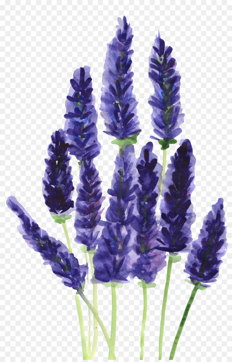 Lavendel Aquarell: Blumen Pflanzen Botanik Zeichnung - Pflanzen