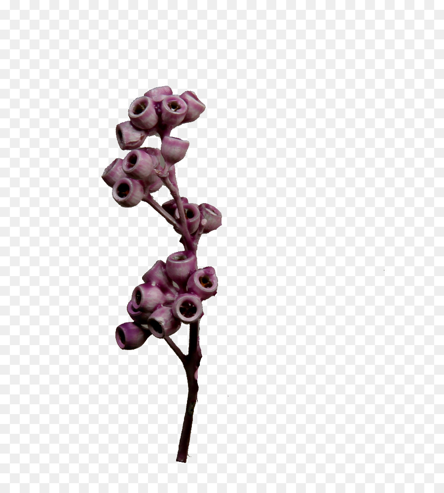 Pianta a fioritura delle Piante - eucalipto