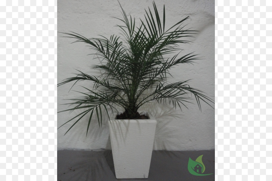 Date palm Blumentopf Zimmerpflanze Palmen - Garten center