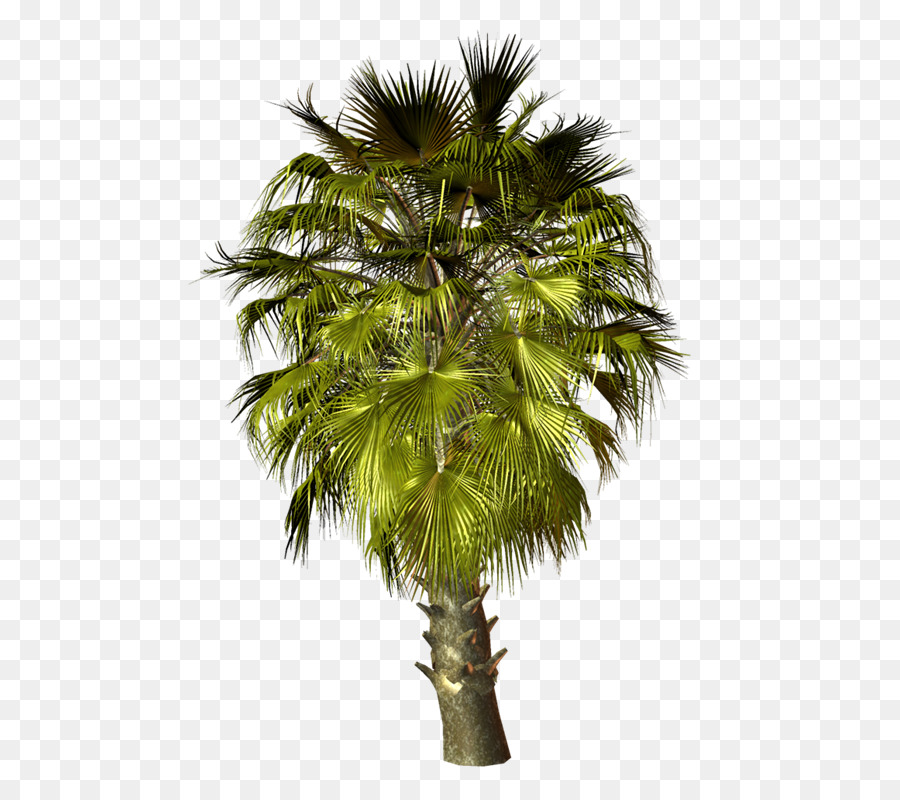 Asiatico palmyra palm alberi di Palma di Babassu di Cocco Portable Network Graphics - albero di palma