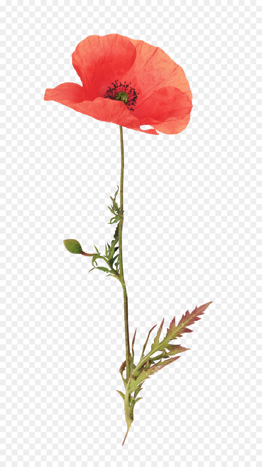 Common poppy Künstliche Blume Pflanze Vorbau - Blume
