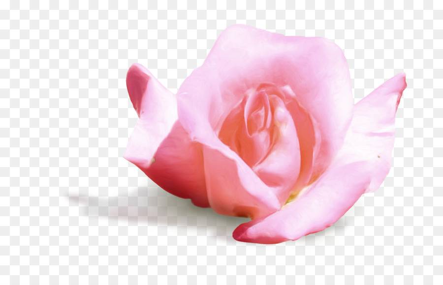 Garten Rosen Kohl rose Blütenblatt Cut Blumen Rosa M - 3d rosa