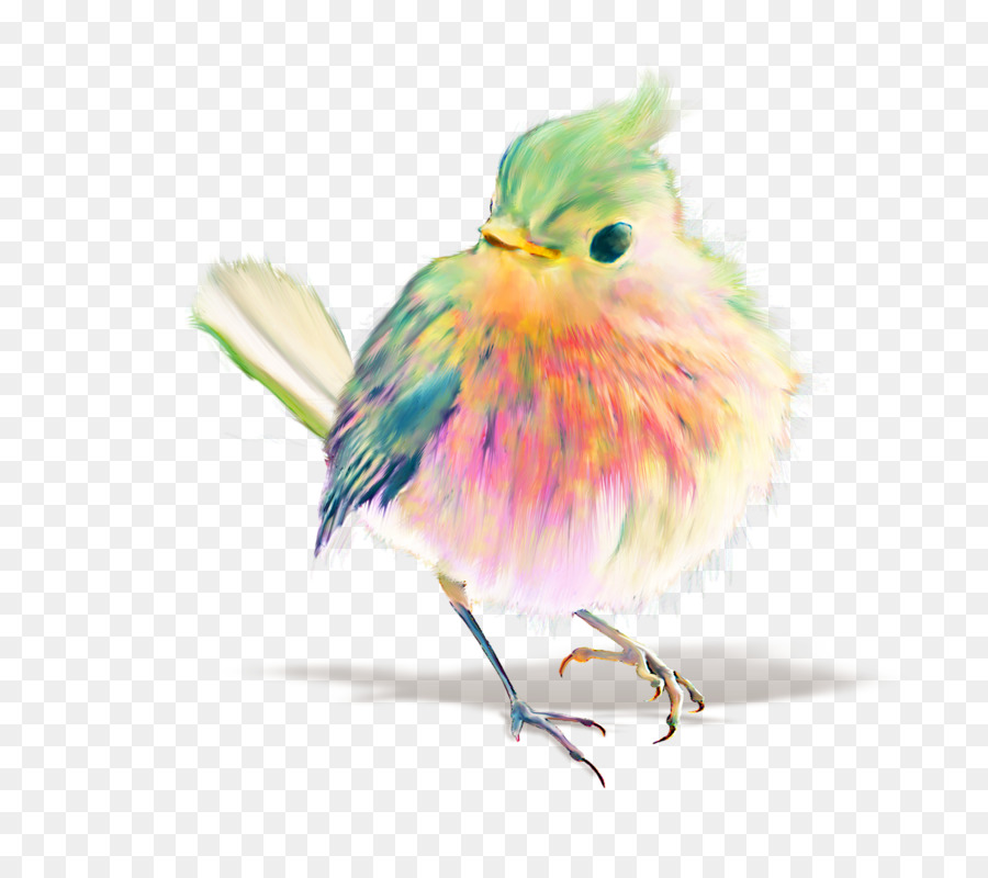 Vogel Aquarell Pastell Zeichnung - Vogel