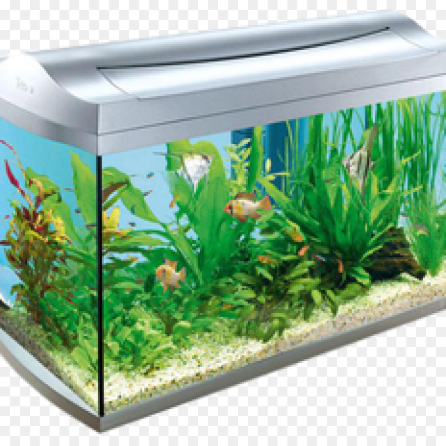 Goldfish Aquarium Clip-art-Aquaristik Tetra - Aquarienpflanzen