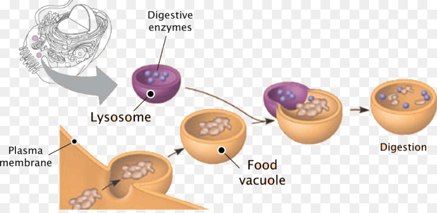 Lisosomi delle cellule Vegetali, Peroxisome Vescicola - altri