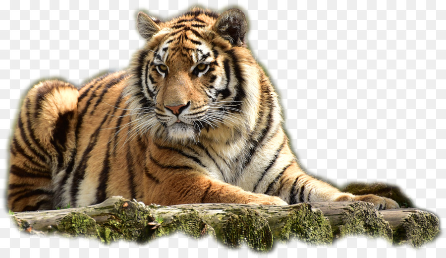 Felidae Bengal Tiger Cat Tragbare Netzwerkgrafik Jim Corbett National Park - Katze