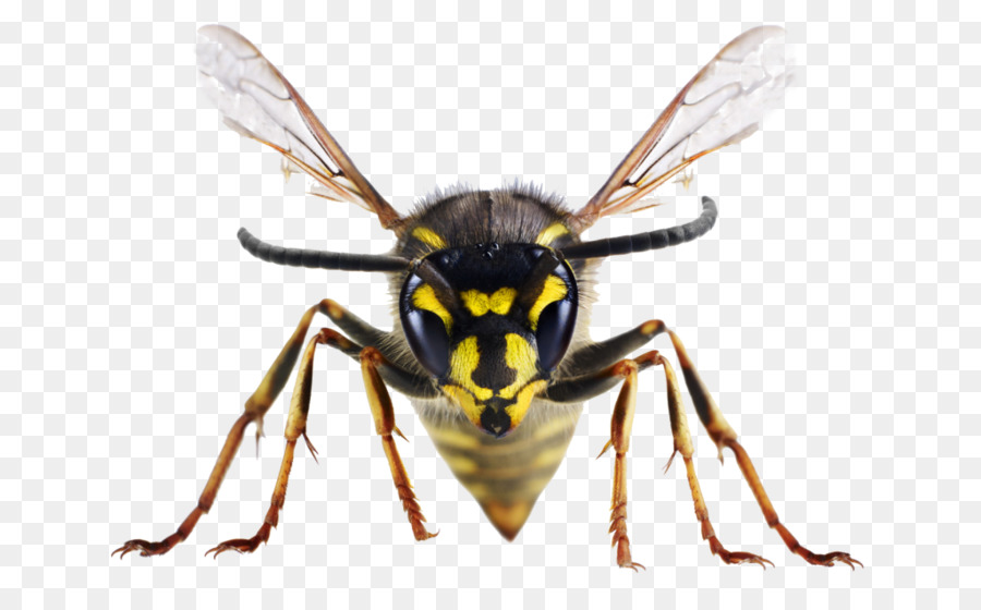 Côn trùng đốt Bee Vương quốc Anh Wasp - côn trùng