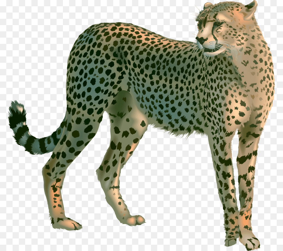 Cheetah Leopard Portable Network Graphics Clip art Löwe - Gepard