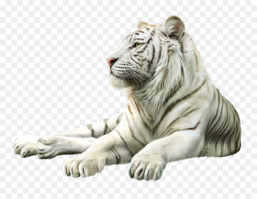 Tigre, Leone, Gatto, lupo Grigio Animale - tigre