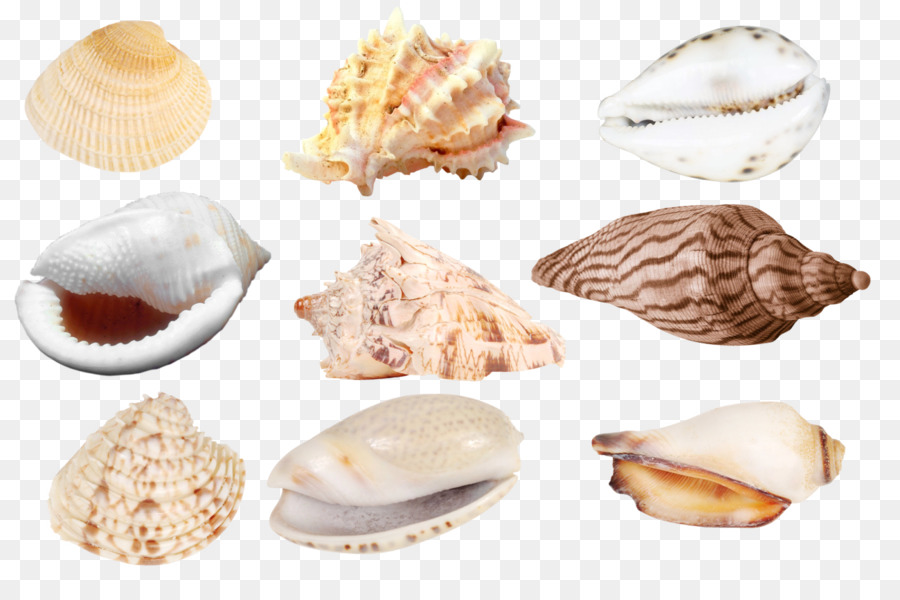 Tallink Baltic Cockle clam veneroida Com - Seashell