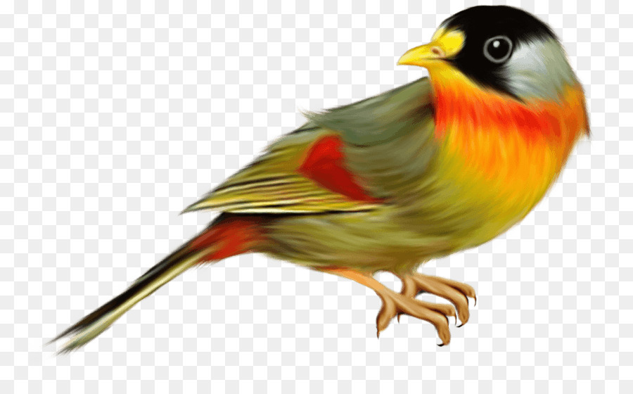 Con chim Di động Mạng đồ Họa Chim sẻ trong Nước canary Clip nghệ thuật - con chim