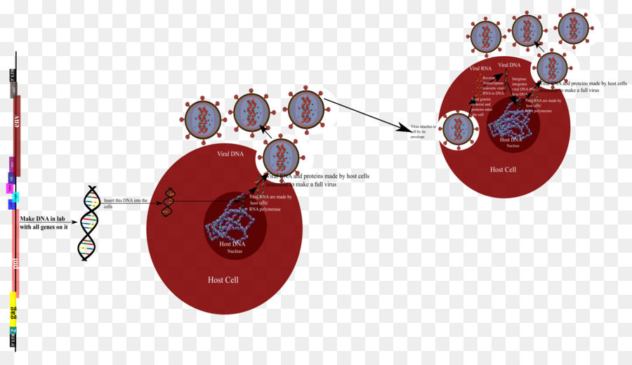 Prodotto di design, Diagramma di Tecnologia Grafica - il virus hiv clipart