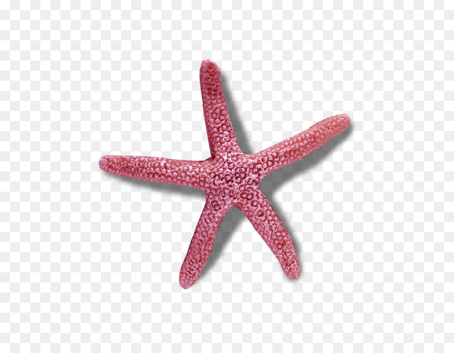 Con sao biển da gai đối Xứng trong sinh vật học Phản đối xứng - con sao biển