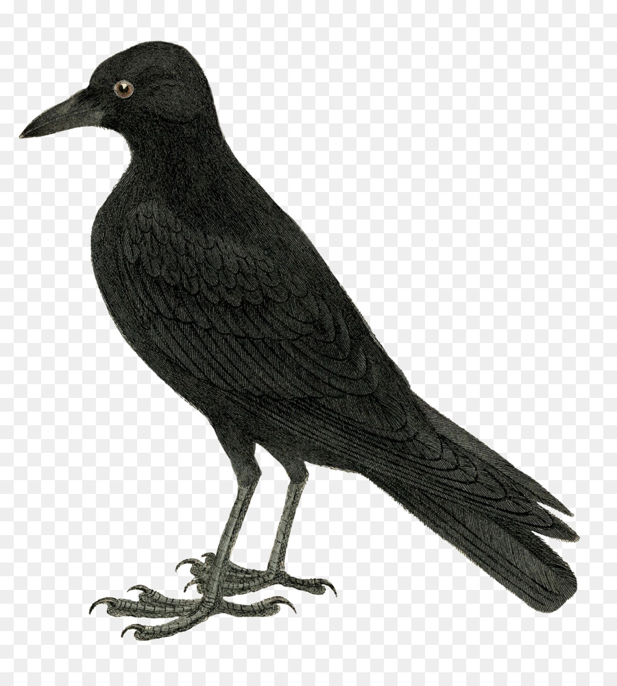 Vogel-clipart-Crow, Common raven Openclipart - Vogel