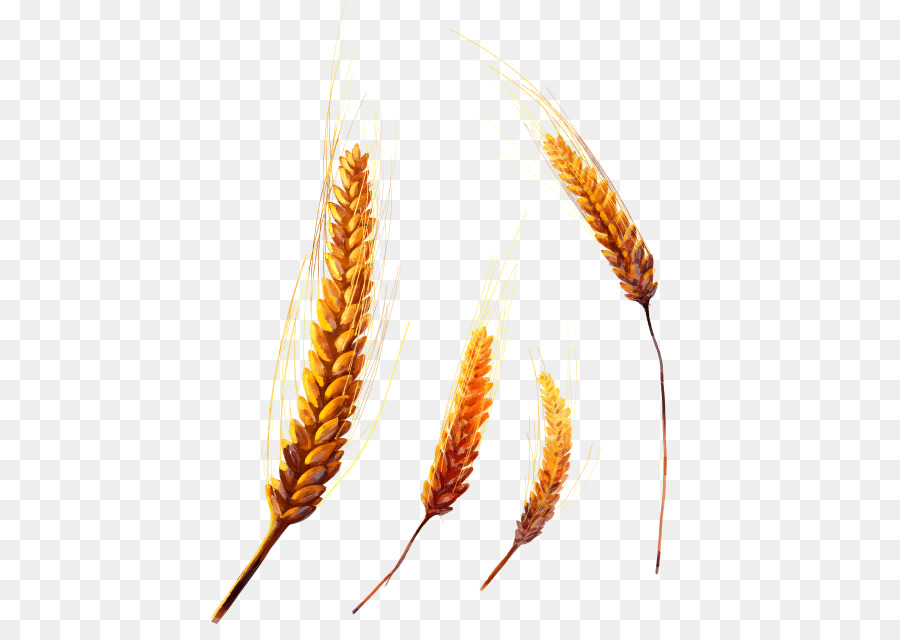 Emmer-Einkorn-Weizen WEICHWEIZEN Getreide - Ohr