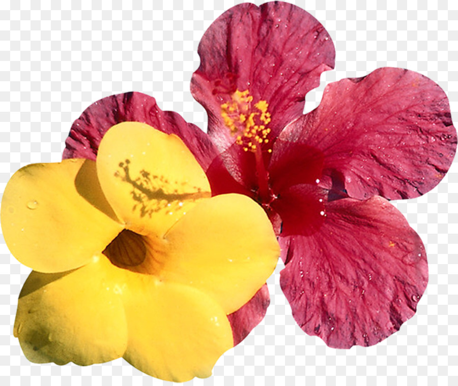 Aufkleber Digitaldruck Major Depression-Krankheit Psychische Störung - Hibiskus Blumen