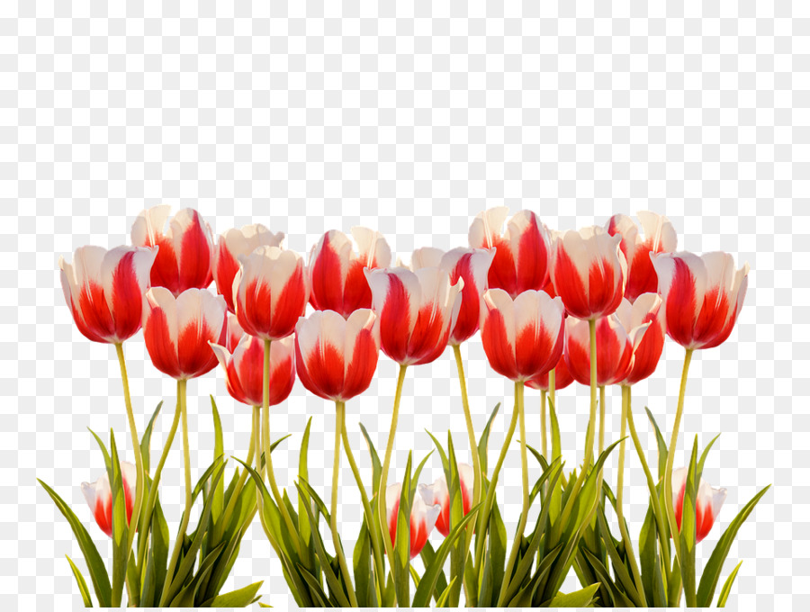 Portable Network Grafik Tulpe Blume-clipart-Bild - Tulip